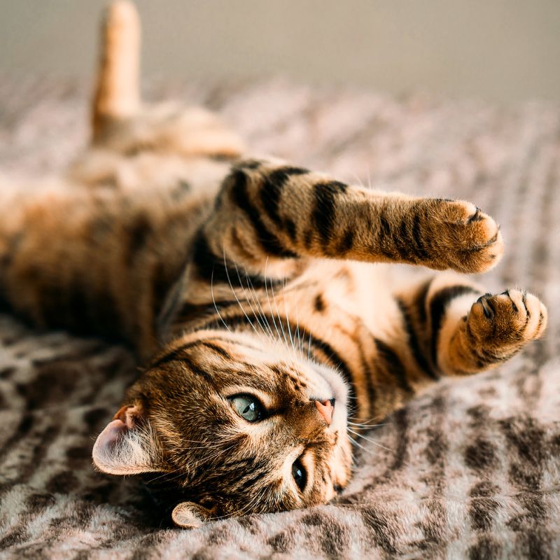 bengal-cat-lying-on-back-on-blanket-800px-sq-1 cat laying on its back on a blanket
