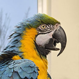 yellow and blue macaw parrot at the veterinary clinic