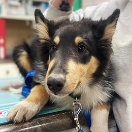 young border collie dog at the vet
