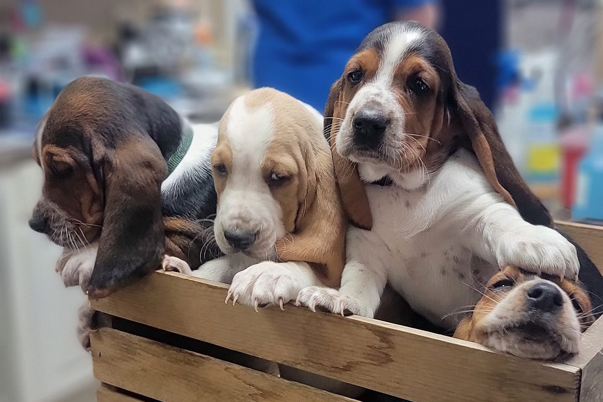 clinic_outside-1200x800-1 four puppies sitting in a wood crate