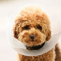 pet vaccination icon