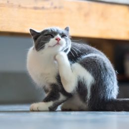 grey and white cat scratching itself