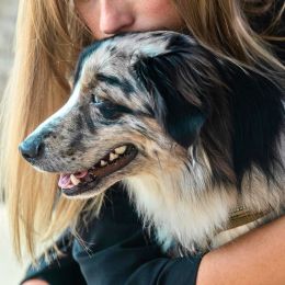 pet vaccination icon