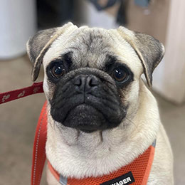 pet vaccination icon