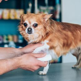 pet vaccination icon