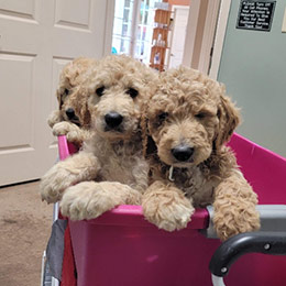 three goldendoodle puppies in a pink basket