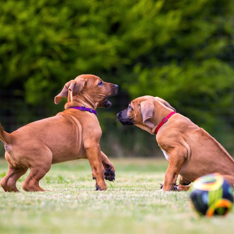 two puppies playing outside