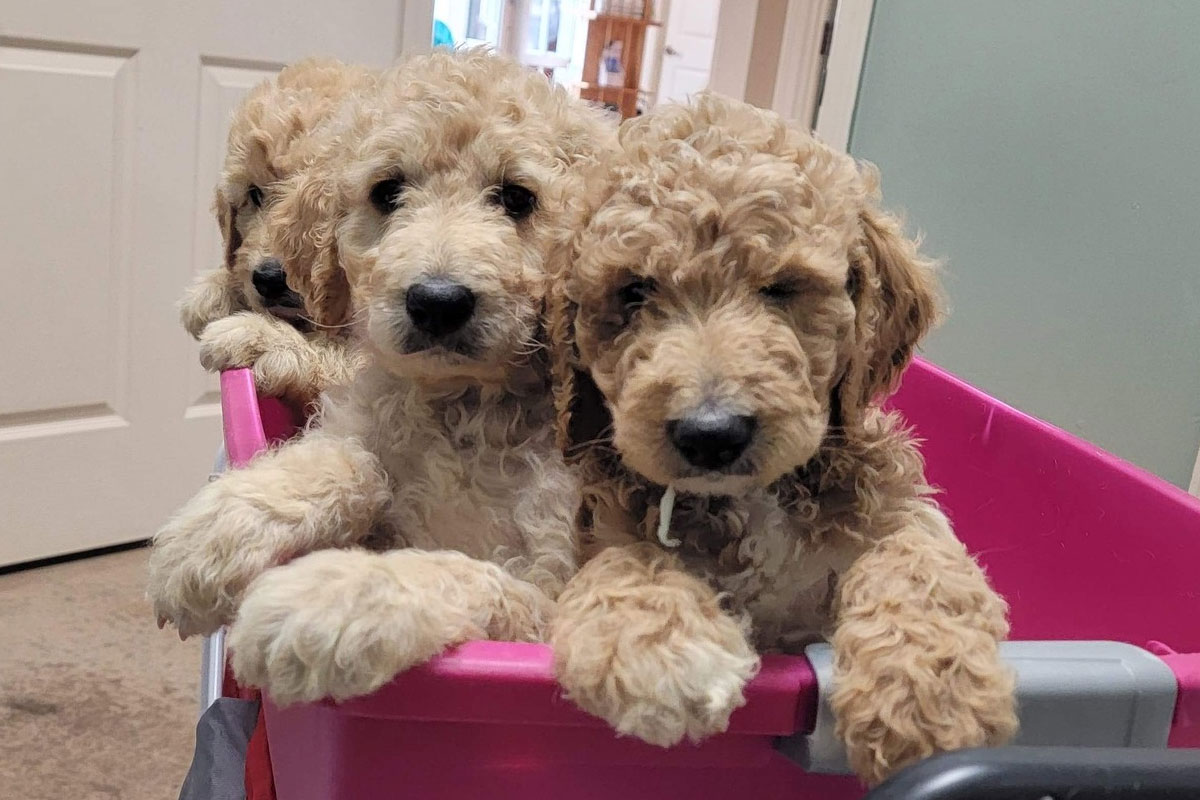 clinic_outside-1200x800-1 Puppies sit together