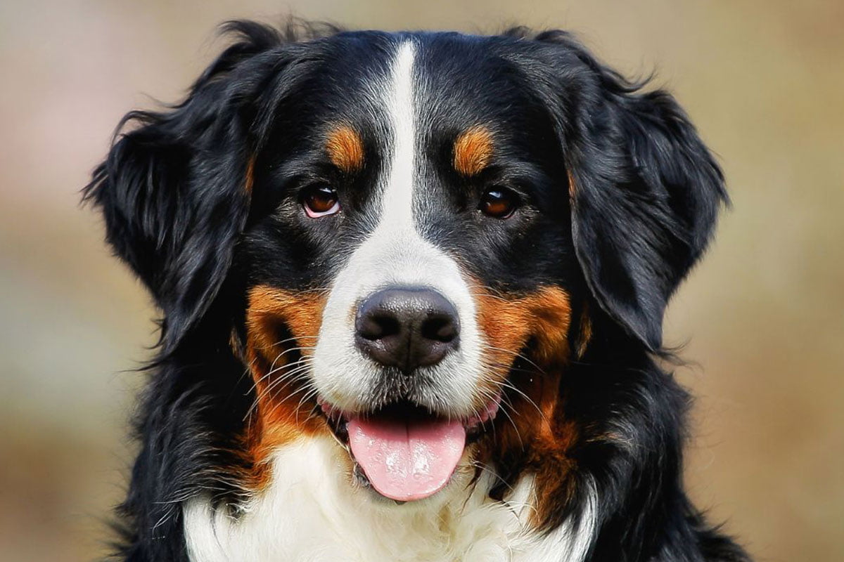 clinic_outside-1200x800-1 Black and white Dog looking infront