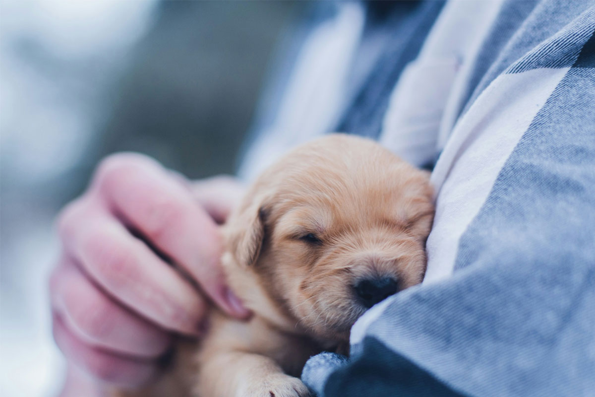 Cute puppy resting on owners shoulder