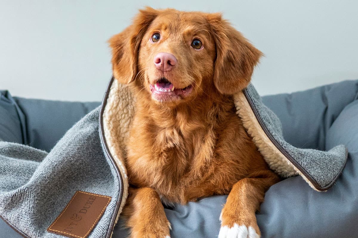 clinic_outside-1200x800-1 Curious and happy dog sitting on the couch