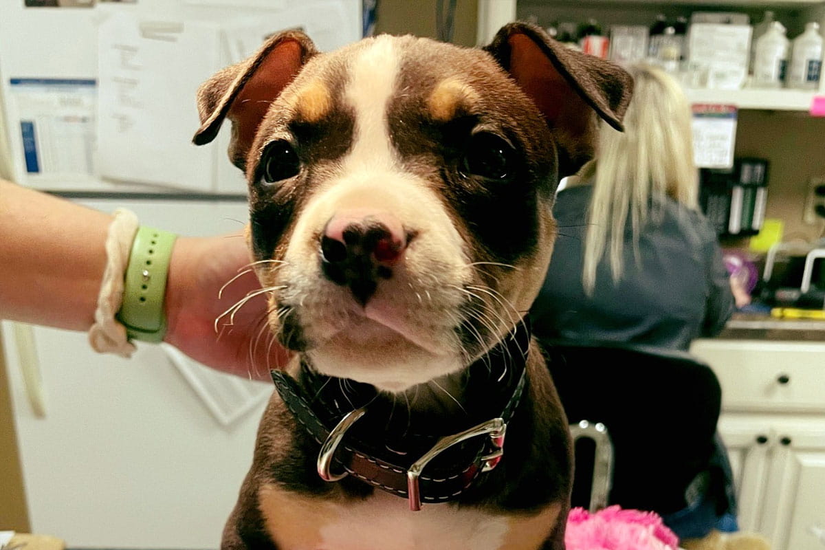 Dog sitting in the clinic for urgent care