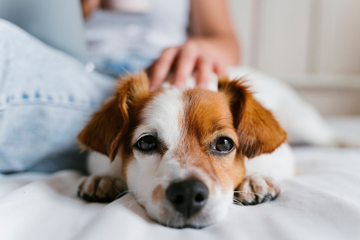 Dog on bed getting a handful care