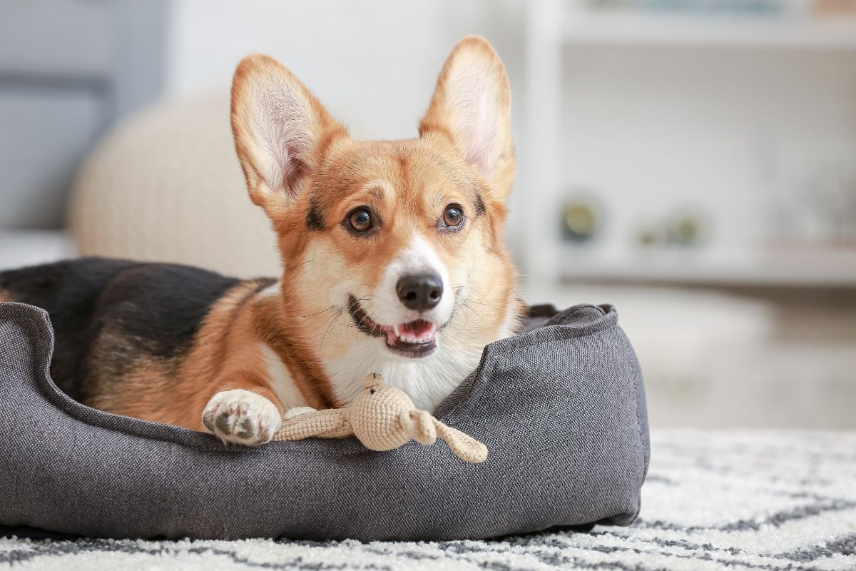 Dog inside the room resting on the couch
