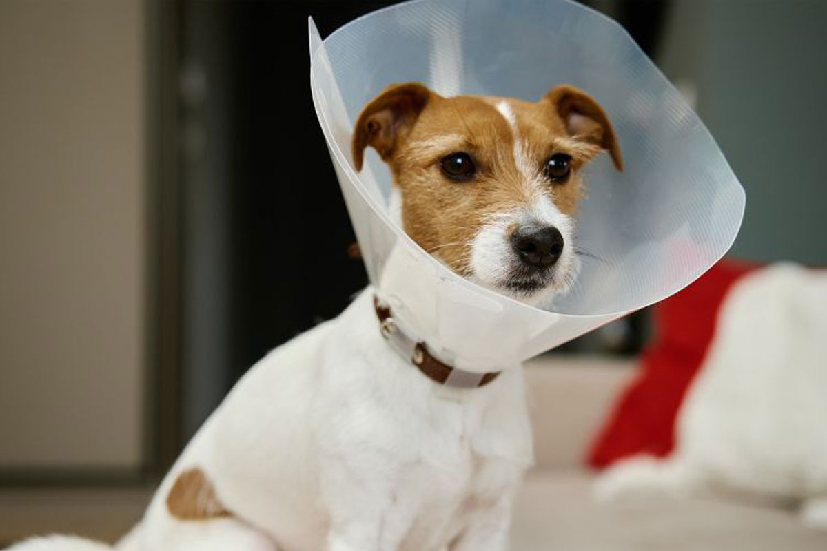 clinic_outside-1200x800-1 Dog with cone sitting on surgery table