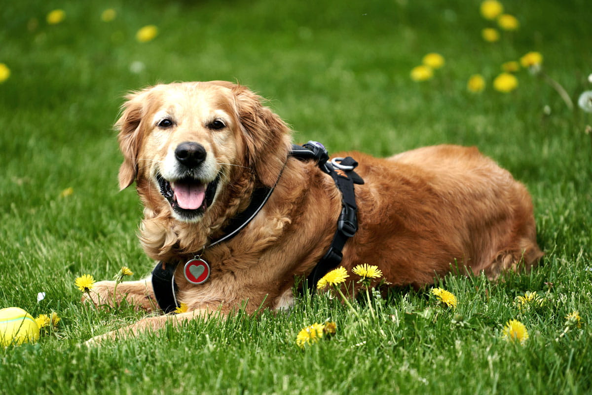 clinic_outside-1200x800-1 Golden retriever sitting on the grass