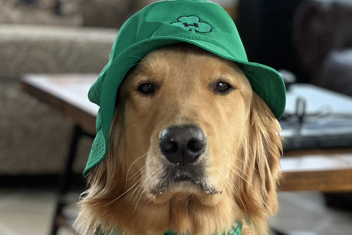 Old dog looking in front with green cap