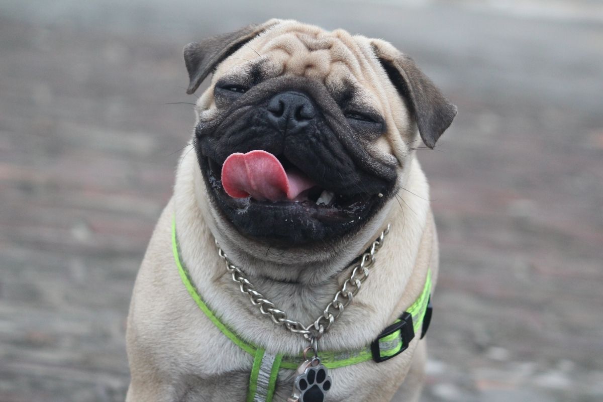 clinic_outside-1200x800-1 Happy Pug looking at the camera