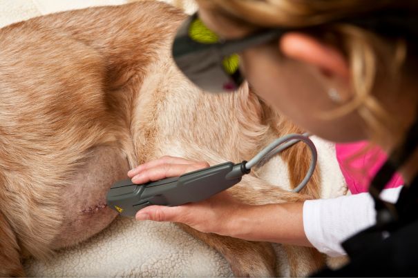 clinic_outside-1200x800-1 Pet getting laser thepary in the clinic