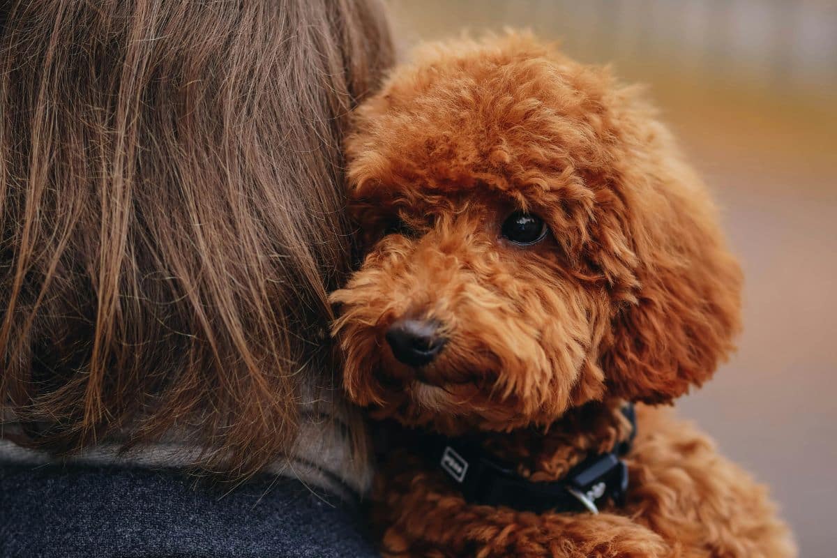 closeup of a goldendoodle dog resting on a woman's shoulder
