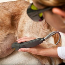 Pet Laser Therapy