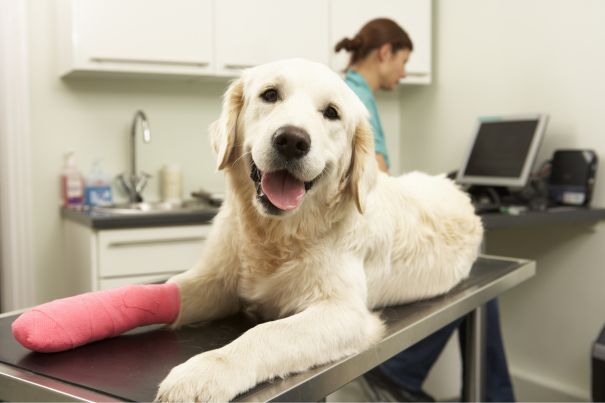 Dog sitting in orthopedic surgery table