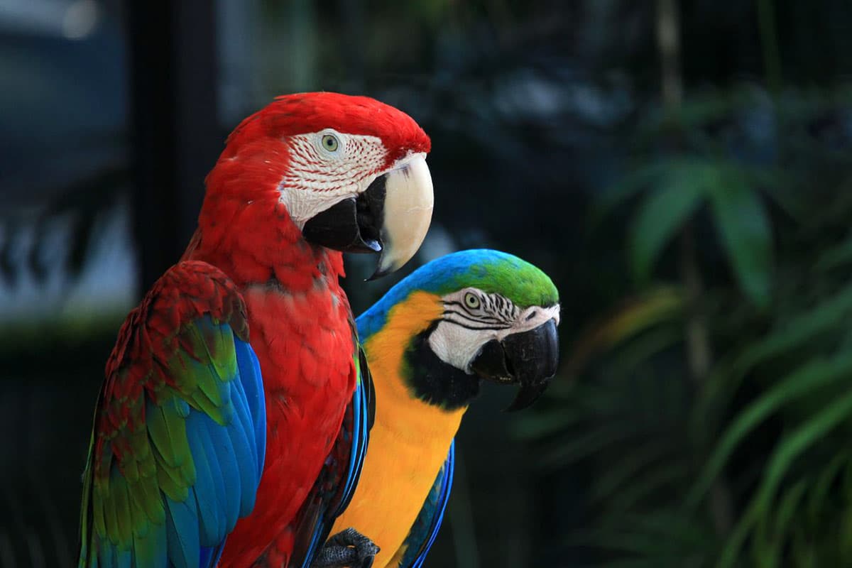two parrots sitting on a branch