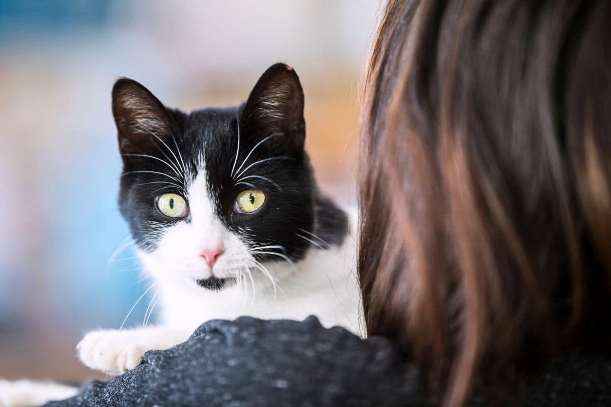 woman holding a black and white cat on her shoulder